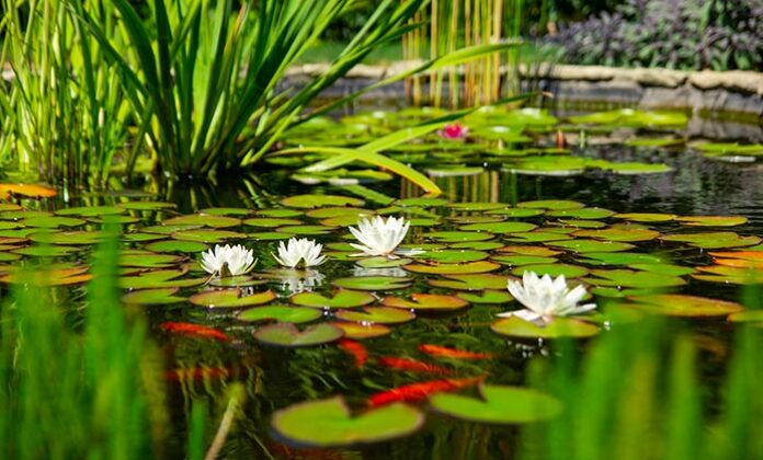 plantes aquatiques oxygénantes propriétésp