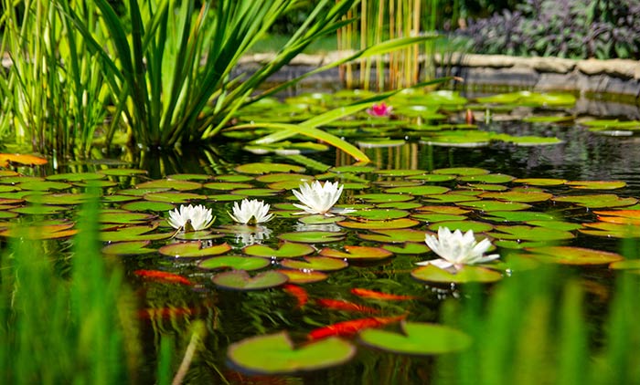 Plantes oxygénantes aquatiques et leurs vertus